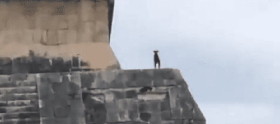 Rescatan a perrito que subía a zona arqueológica de Chichén Itzá