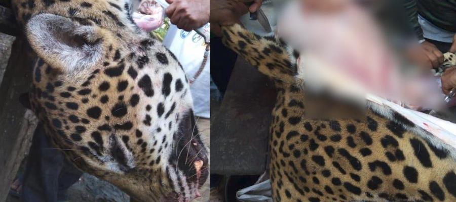 Destazan jaguar en Palizada, Campeche; Profepa investiga