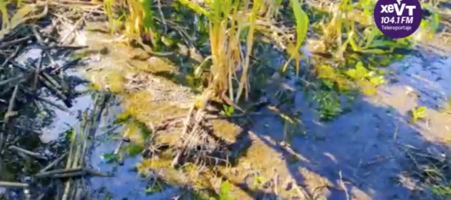 Acusan ejidatarios de Buenavista que Conagua está inundando sus parcelas