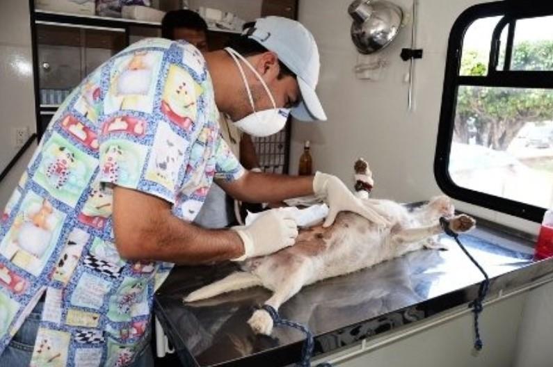 Anuncia Salud campaña de esterilización canina y felina para Centro