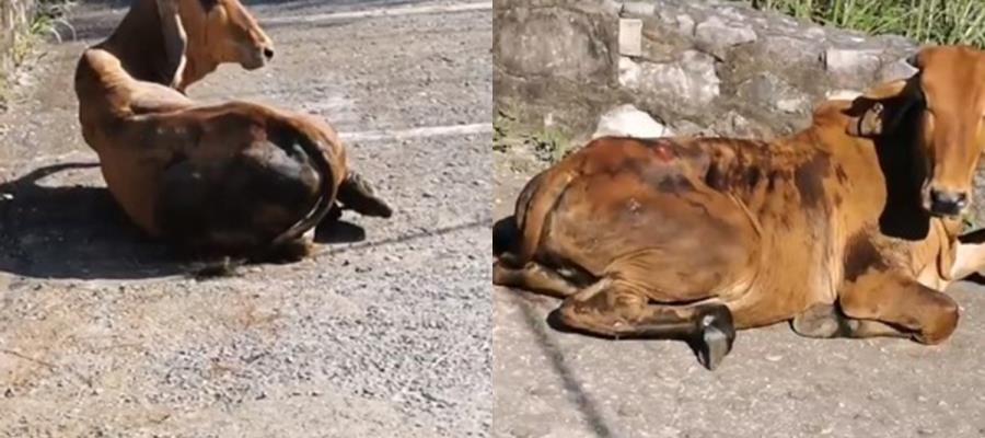 Choca camioneta contra semovientes, hay dos heridos