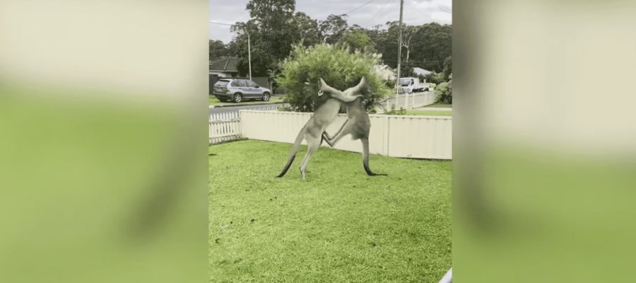 Graban pelea de canguros en Australia 