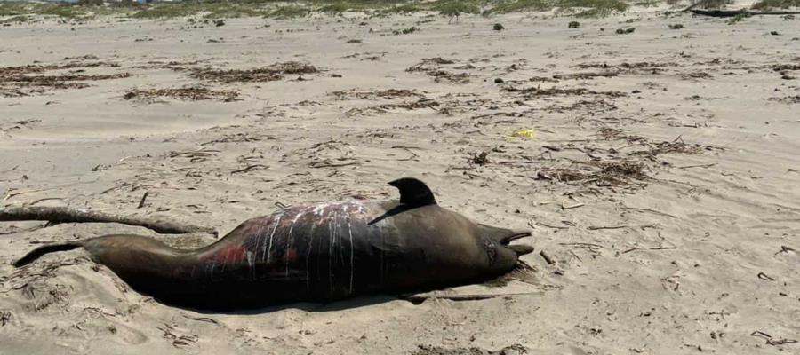 Hallan delfín muerto presuntamente en playa de Paraíso