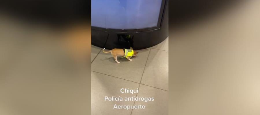 Detectan droga en aeropuerto de Colombia... con perro Chihuahua