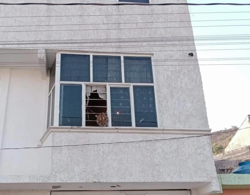 Asegura Profepa tigre de bengala en Chimalhuacán