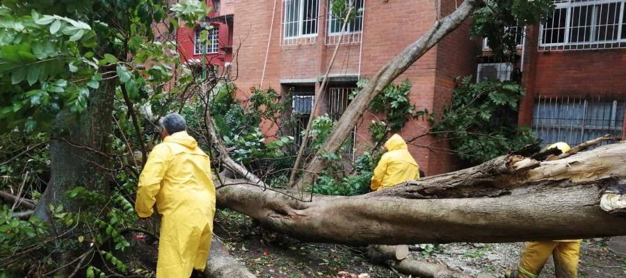 Fuertes vientos provocan caída de árboles, postes de alumbrado y lonas en Villahermosa