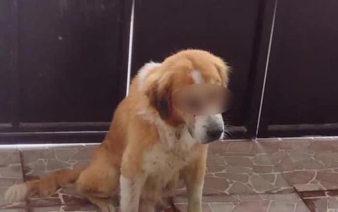 Otro caso más de crueldad animal… sacan los ojos a perro, en Teapa