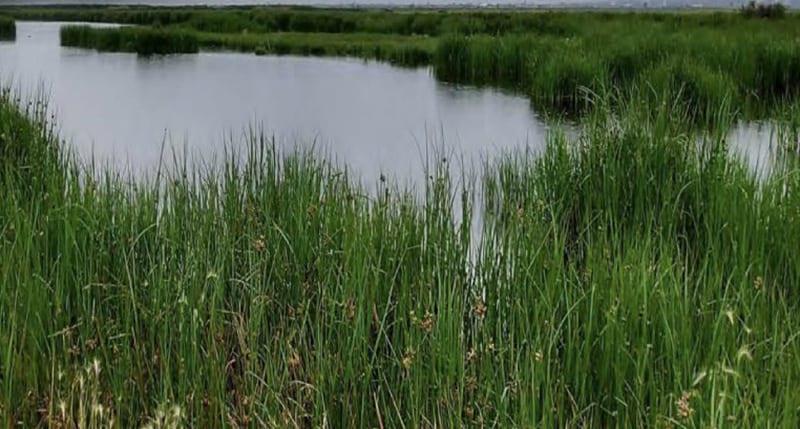 Declaran al lago de Texcoco, Área Natural Protegida