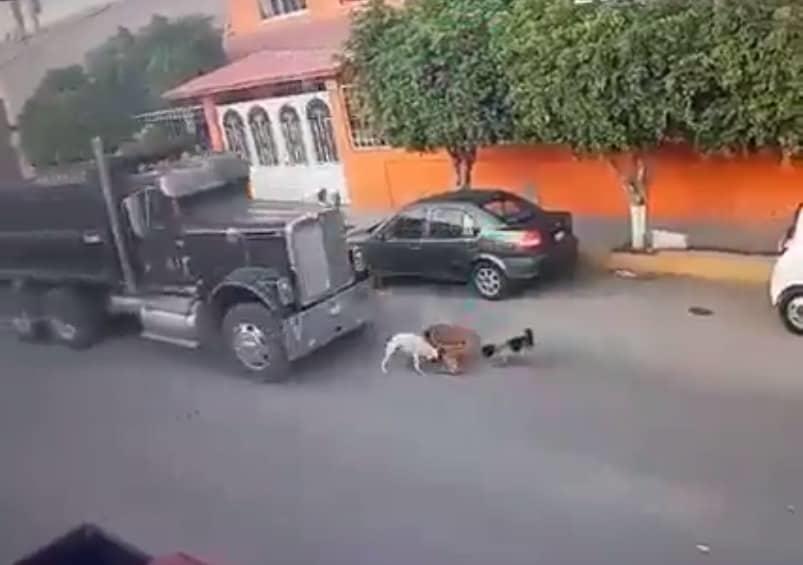 Conductor atropella a perros en Querétaro, presuntamente de manera intencional