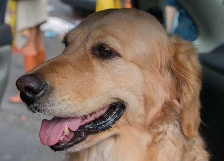 Muere Nalah, perrita rescatista que ayudó en el sismo del 19S Muere Nalah, perrita rescatista que ayudó en el sismo del 19S