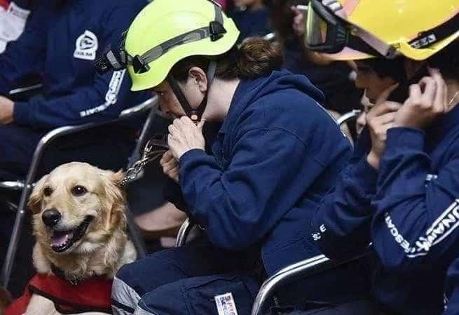 Muere Nalah, perrita rescatista que ayudó en el sismo del 19S Muere Nalah, perrita rescatista que ayudó en el sismo del 19S