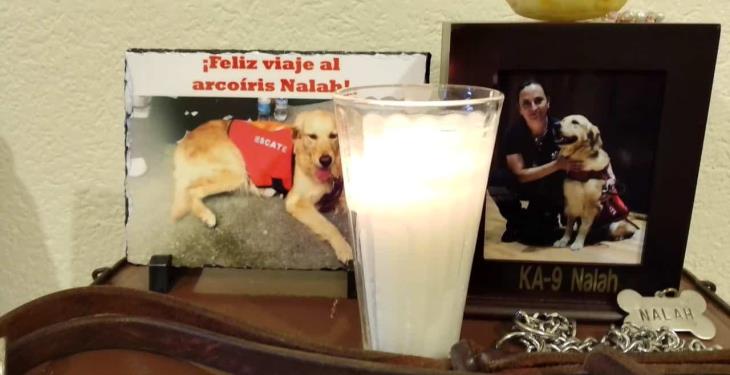 Muere Nalah, perrita rescatista que ayudó en el sismo del 19S Muere Nalah, perrita rescatista que ayudó en el sismo del 19S