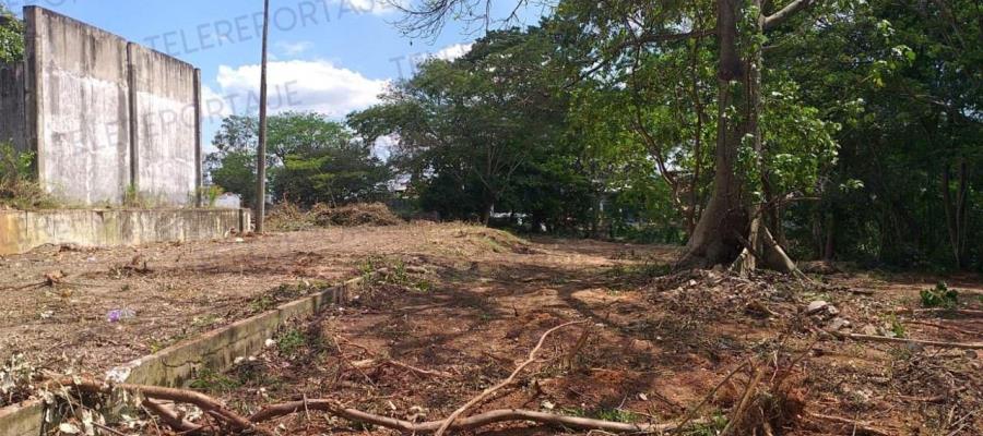 Denuncian ahora… deforestación en márgenes de la Laguna de Las Ilusiones