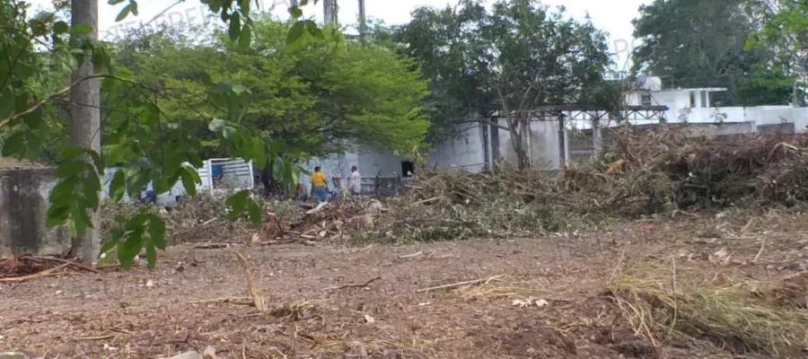 Espera ayuntamiento de Centro supervisión de tala en Laguna de las Ilusiones, para saber cómo actuar