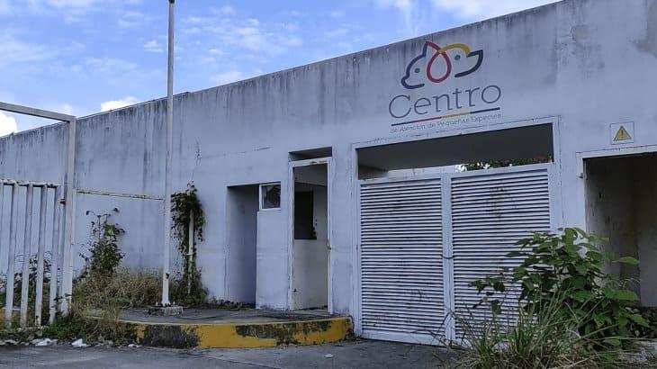 Descarta Yolanda Osuna concesionar la perrera municipal