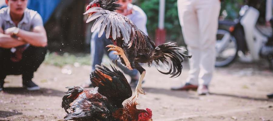 En Nuevo León ya son patrimonio cultural las peleas de gallos y las corridas de toros