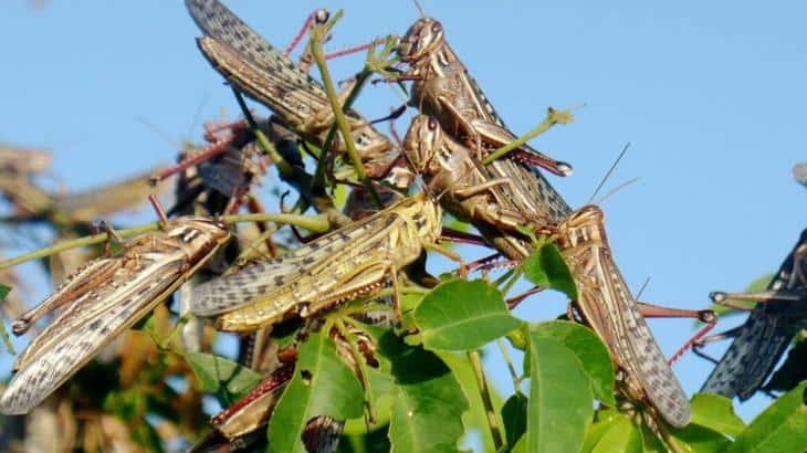 Enjambre de langostas invaden Etiopía