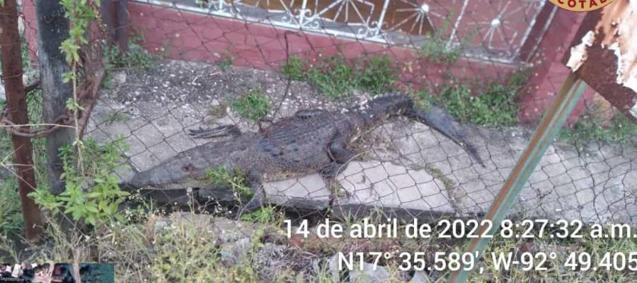 Aparece cocodrilo en patio de familia de Tacotalpa