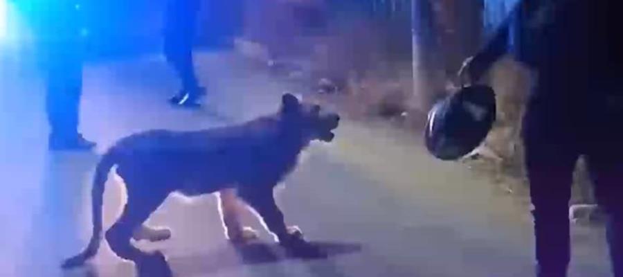 Encuentran a cachorro de león deambulando por Ecatepec