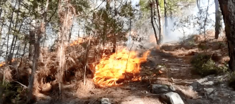 Incendio forestal en Oaxaca deja 4 comuneros muertos Incendio forestal en Oaxaca deja 4 comuneros muertos