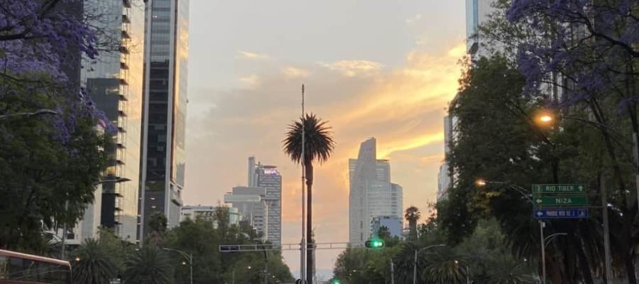 Capitalinos despiden a icónica palmera de Reforma en CDMX 