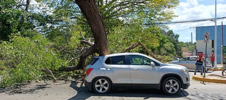 Cae árbol sobre camioneta que circulaba en Paseo Usumacinta; no hubo heridos de gravedad