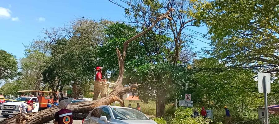 Busca Centro retirar árboles viejos, tras accidente en Usumacinta