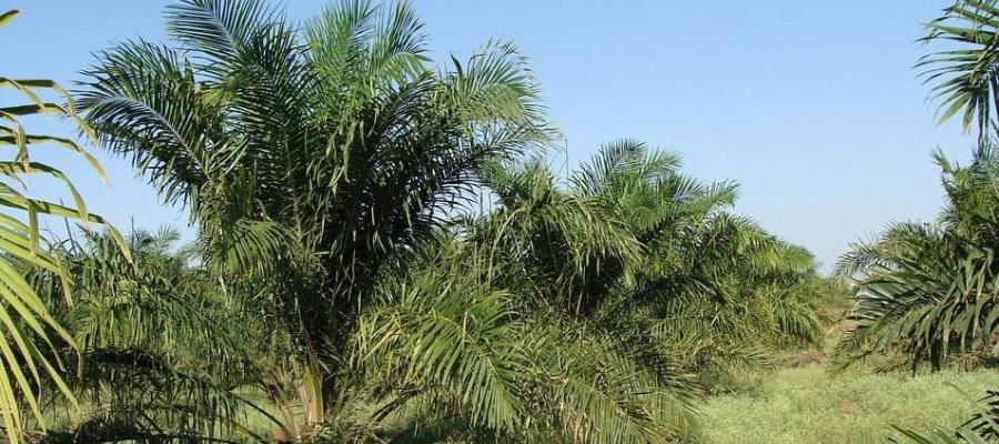 Prohíbe Indonesia la exportación de aceite de palma