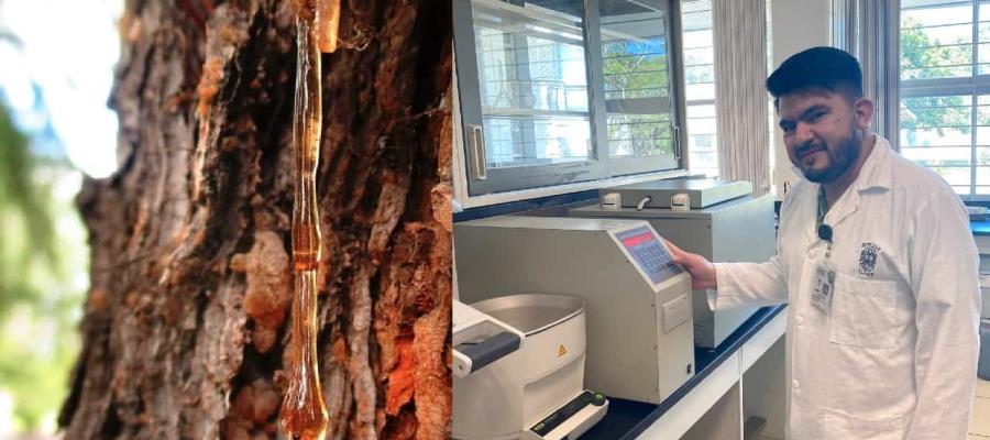 Desarrolla UJAT fórmula de biocombustibles a partir de resinas de los pinos
