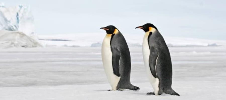 Alerta científica argentina sobre extinción del pingüino emperador, por cambio climático