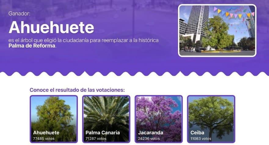 El ahuehuete sustituirá la palma en la glorieta de Reforma El ahuehuete sustituirá la palma en la glorieta de Reforma