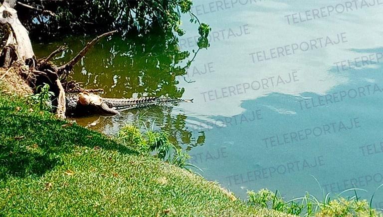 Hallan lagarto muerto en laguna de Las Ilusiones 