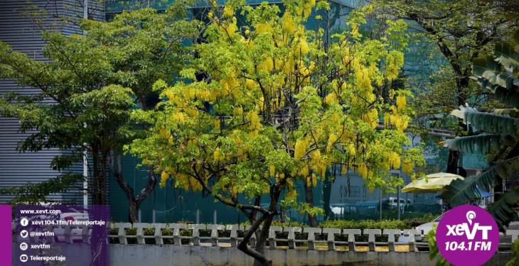 El hermoso florecer de la Lluvia de Oro