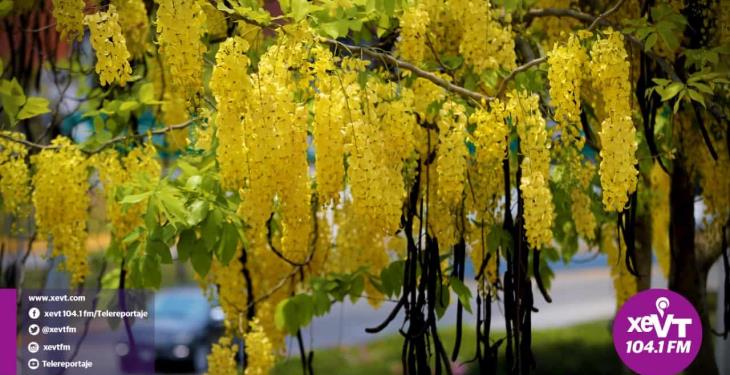 El hermoso florecer de la Lluvia de Oro