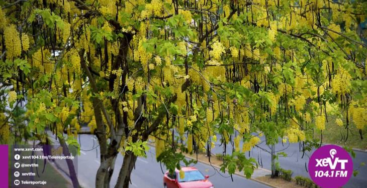 El hermoso florecer de la Lluvia de Oro
