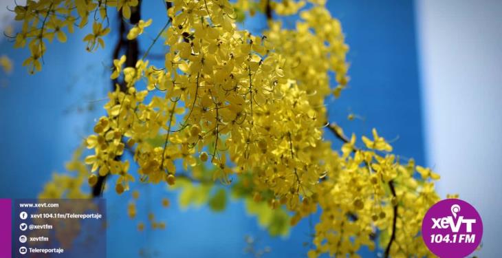 El hermoso florecer de la Lluvia de Oro