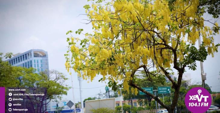 El hermoso florecer de la Lluvia de Oro