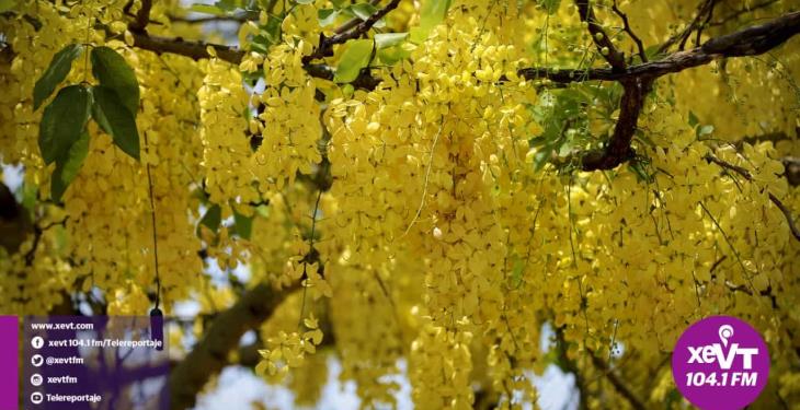 El hermoso florecer de la Lluvia de Oro