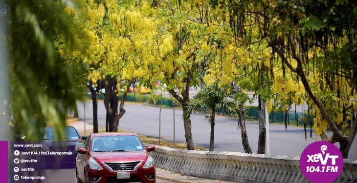 El hermoso florecer de la Lluvia de Oro