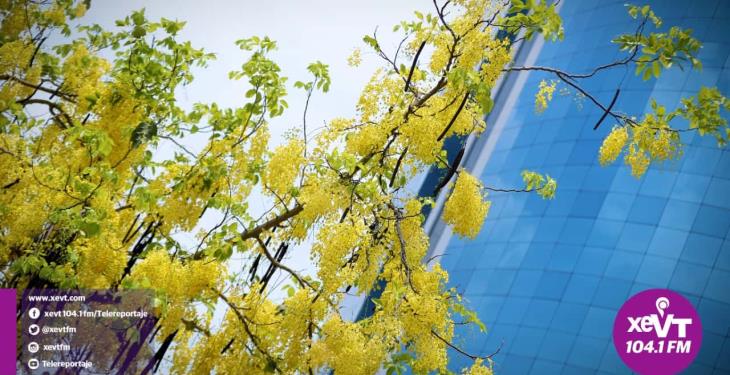 El hermoso florecer de la Lluvia de Oro