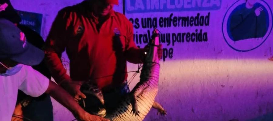Capturan a cocodrilo que merodeaba frente al Hospital Comunitario de Tacotalpa 