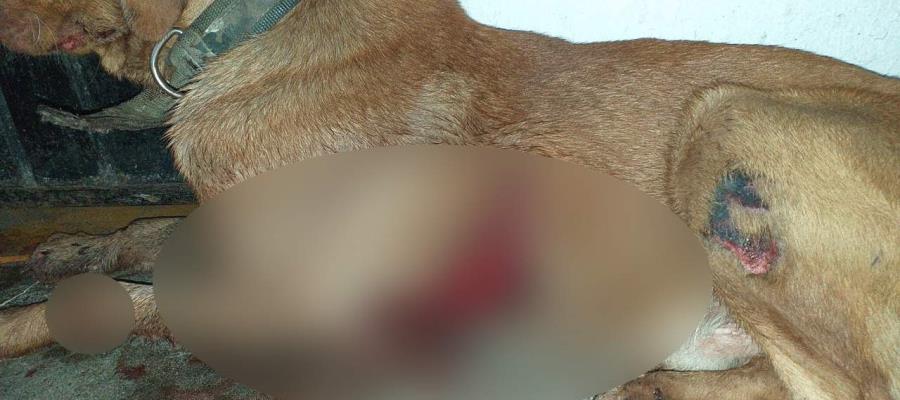 Denuncian nuevo caso de presunto maltrato animal en Centro Denuncian nuevo caso de presunto maltrato animal en Centro