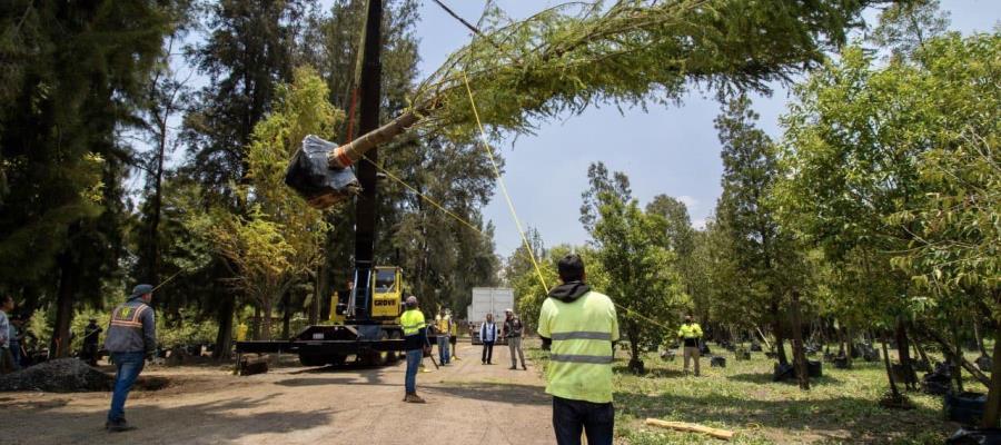 Llega a la CDMX árbol de Ahuehuete que se plantará en glorieta de Paseo de la Reforma