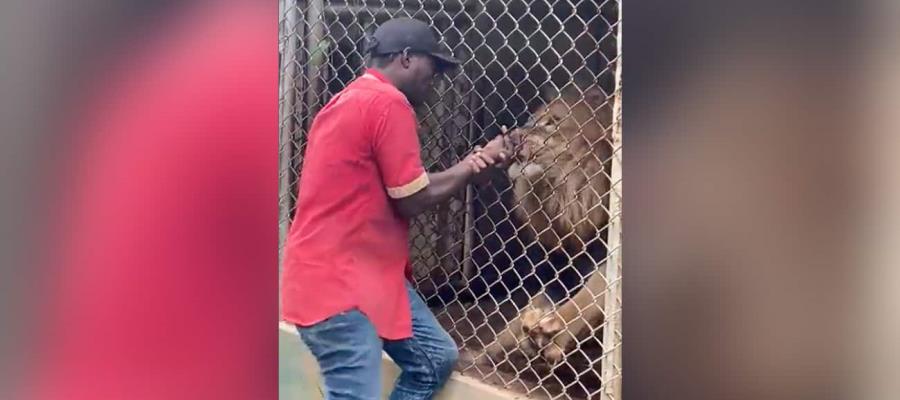VIDEO| En Jamaica, león arranca dedo a persona que lo azuzaba, en zoológico