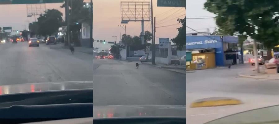 Perro corre tras auto en Villahermosa, luego de que sus dueños presuntamente lo abandonaran