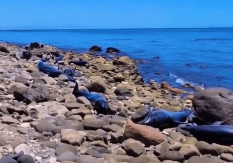 Localizan 30 delfines muertos en playa de BCS