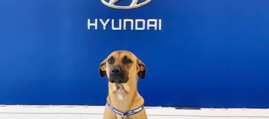 Perrito callejero en Brasil se convierte en el mejor vendedor de Hyundai