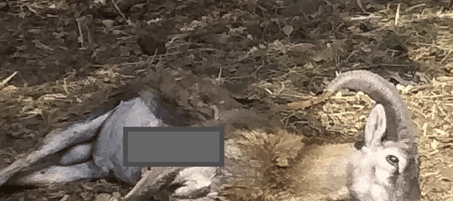 Mueren ciervo rojo y borrego mouflón en balacera en Colima