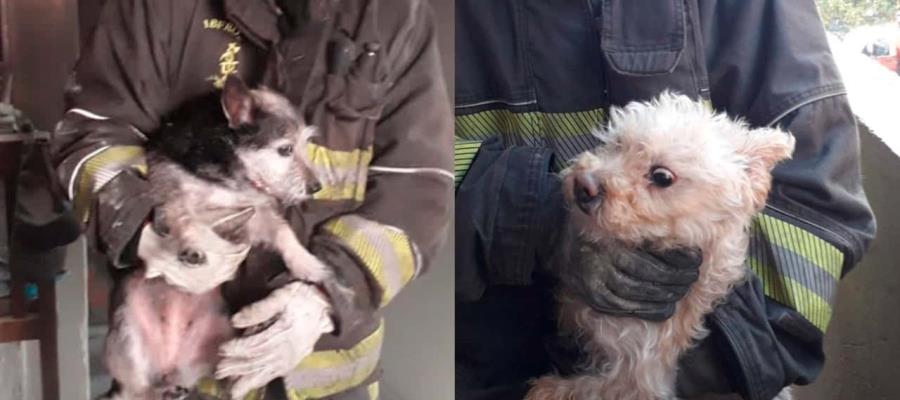 Bomberos rescatan a dos perritos de incendio en CDMX