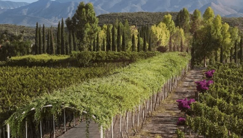 Casa Madero cierra instalaciones temporalmente, tras invasión a viñedo